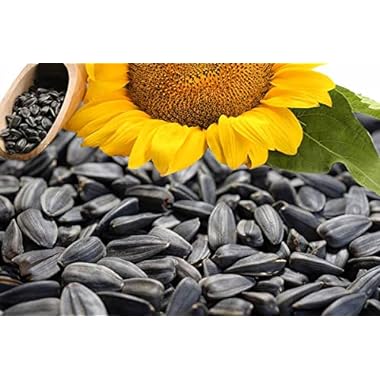Sonnenblumenkerne schwarz 25 kg erstklassige Qualität Wildvogelfutter